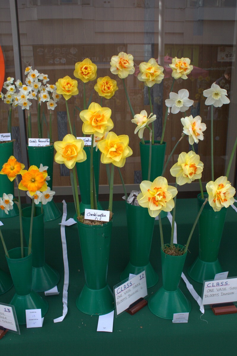 Spring Show 2026 1 vase, 3 blooms Division 4 Daffodils